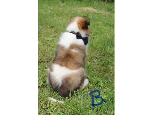 5 beautiful AKC Rough Collie puppies for sale - 8/11