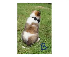 5 beautiful AKC Rough Collie puppies for sale - 8