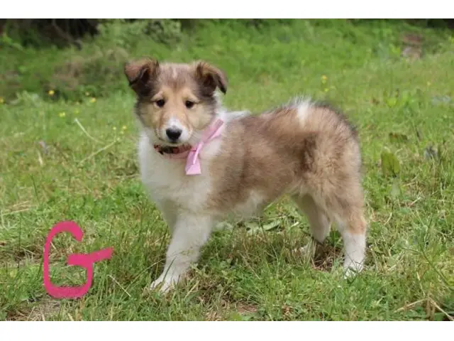 5 beautiful AKC Rough Collie puppies for sale - 9/11