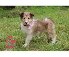 5 beautiful AKC Rough Collie puppies for sale - 9