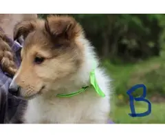 5 beautiful AKC Rough Collie puppies for sale - 10