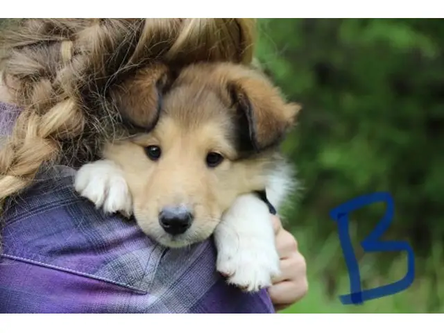 5 beautiful AKC Rough Collie puppies for sale - 11/11
