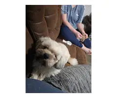 Jack Chi Tzu puppy needing a home - 5