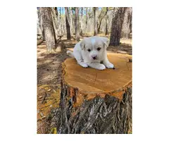 2 adorable American Eskimo/Shihtzu male puppies - 5
