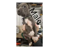 Blue nose bully pit puppies