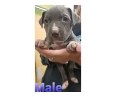 Blue nose bully pit puppies - 2
