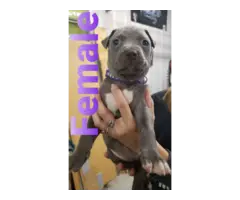 Blue nose bully pit puppies - 3