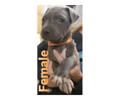 Blue nose bully pit puppies - 5