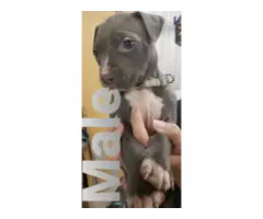Blue nose bully pit puppies - 7