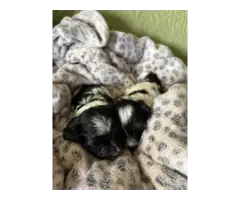 2 healthy male Shih Tzu puppies for sale - 2