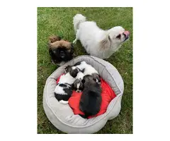 4 Female Pekingese puppies for sale