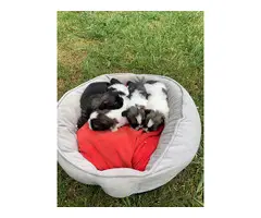 4 Female Pekingese puppies for sale - 6