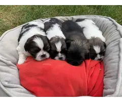4 Female Pekingese puppies for sale - 8