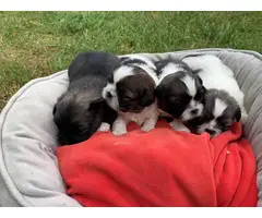 4 Female Pekingese puppies for sale - 9