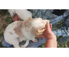 English cream piebald dapple dachshund puppy - 2