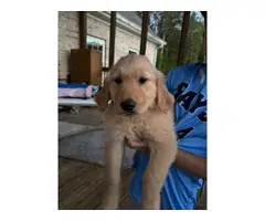 5 Cute Golden Retriever puppies for sale