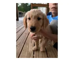 5 Cute Golden Retriever puppies for sale - 2