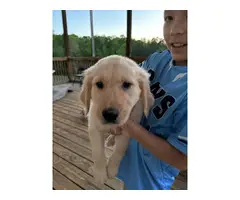5 Cute Golden Retriever puppies for sale - 4