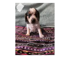 5 AKC Beagle puppies for sale - 2