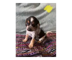 5 AKC Beagle puppies for sale - 3