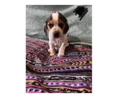 5 AKC Beagle puppies for sale - 4