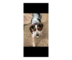 5 AKC Beagle puppies for sale - 6