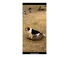 5 AKC Beagle puppies for sale - 8