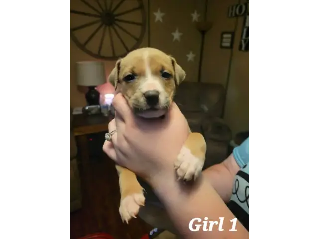 7 Bullboxer pit puppies available - 1/7