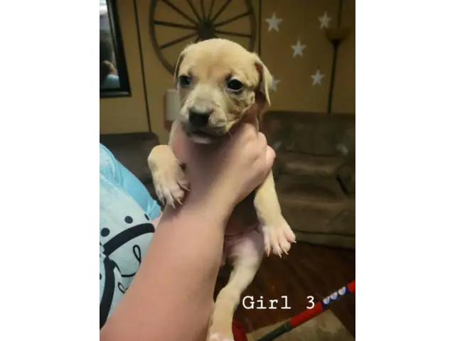 7 Bullboxer pit puppies available - 3/7