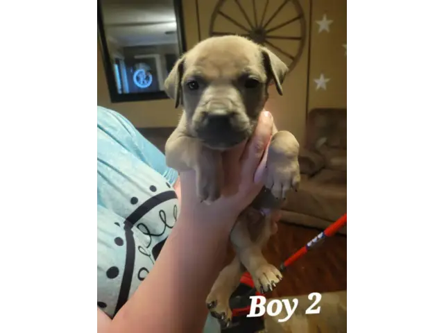 7 Bullboxer pit puppies available - 6/7