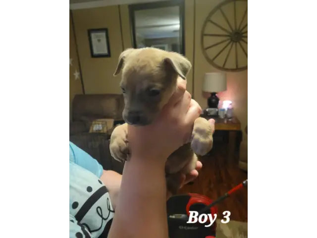 7 Bullboxer pit puppies available - 7/7