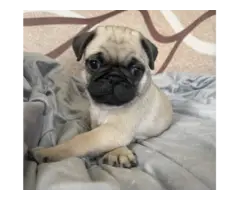 Purebred AKC registered Pug puppies for sale
