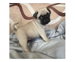 Purebred AKC registered Pug puppies for sale - 2