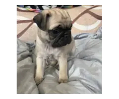 Purebred AKC registered Pug puppies for sale - 3