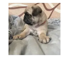 Purebred AKC registered Pug puppies for sale - 4