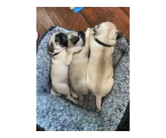 Purebred AKC registered Pug puppies for sale - 5