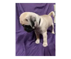 Purebred AKC registered Pug puppies for sale - 6