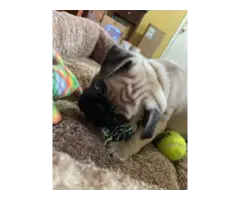 Purebred AKC registered Pug puppies for sale - 7