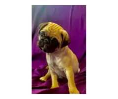 Purebred AKC registered Pug puppies for sale - 8