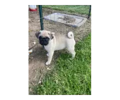 Purebred AKC registered Pug puppies for sale - 9