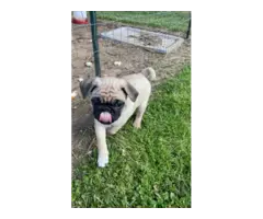 Purebred AKC registered Pug puppies for sale - 10
