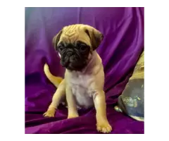 Purebred AKC registered Pug puppies for sale - 11
