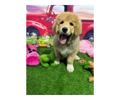 7 cute and cuddly Tibetan Mastiff Great Pyrenees puppies for sale - 5
