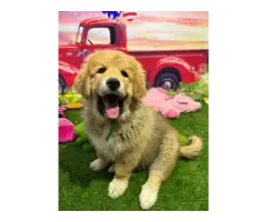 7 cute and cuddly Tibetan Mastiff Great Pyrenees puppies for sale - 6