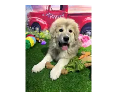 7 cute and cuddly Tibetan Mastiff Great Pyrenees puppies for sale - 10