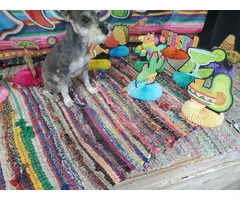 Two male salt and pepper mini Schnauzers for sale - 2