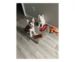 2 Husky puppies in search of home
