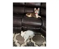 2 Husky puppies in search of home - 2