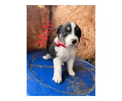 4 Australian Shepherd puppies ready for their forever home