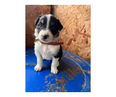 4 Australian Shepherd puppies ready for their forever home - 2